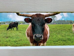 bull peaking through fence